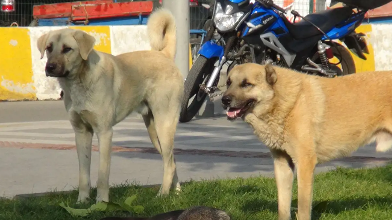 Cumhurbaşkanı Erdoğan'a 'sokak köpeği sorununa çözüm' çağrısı