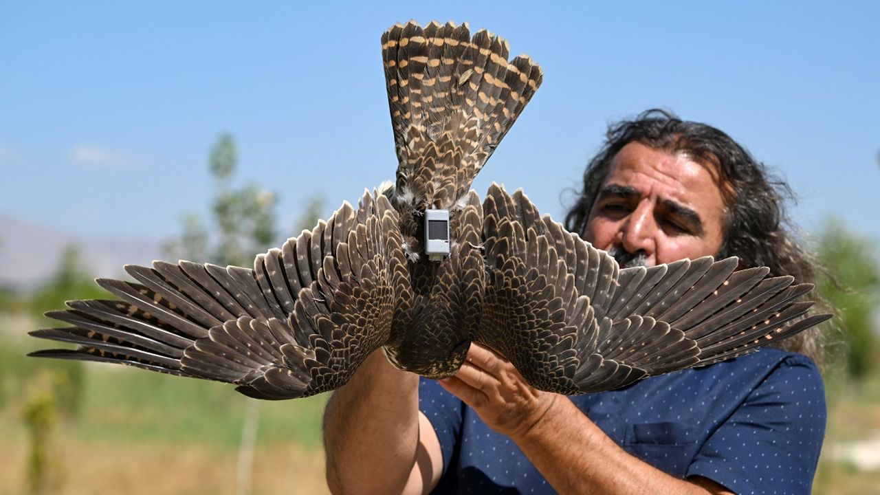 İsrail'den göç yolculuğuna başlayan gökdoğan kuşu, Van'a ulaştıktan sonra tedavi edildi