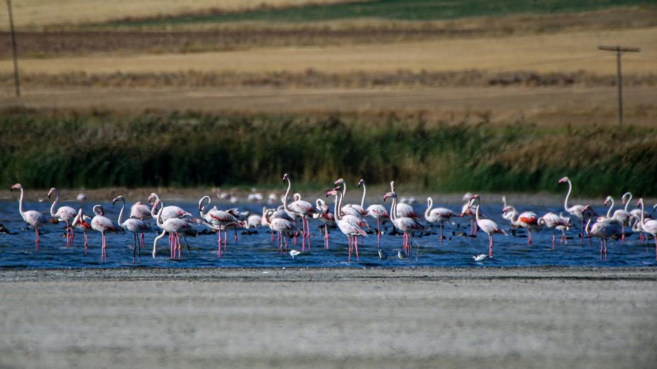 Göçmen flamingolar Erçek Gölü'nü süslüyor