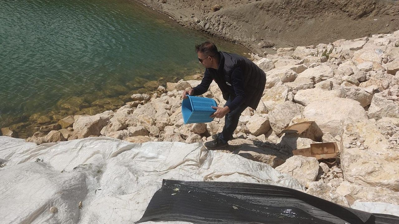 Van'da 2 milyona yakın yavru balık göllere bırakıldı