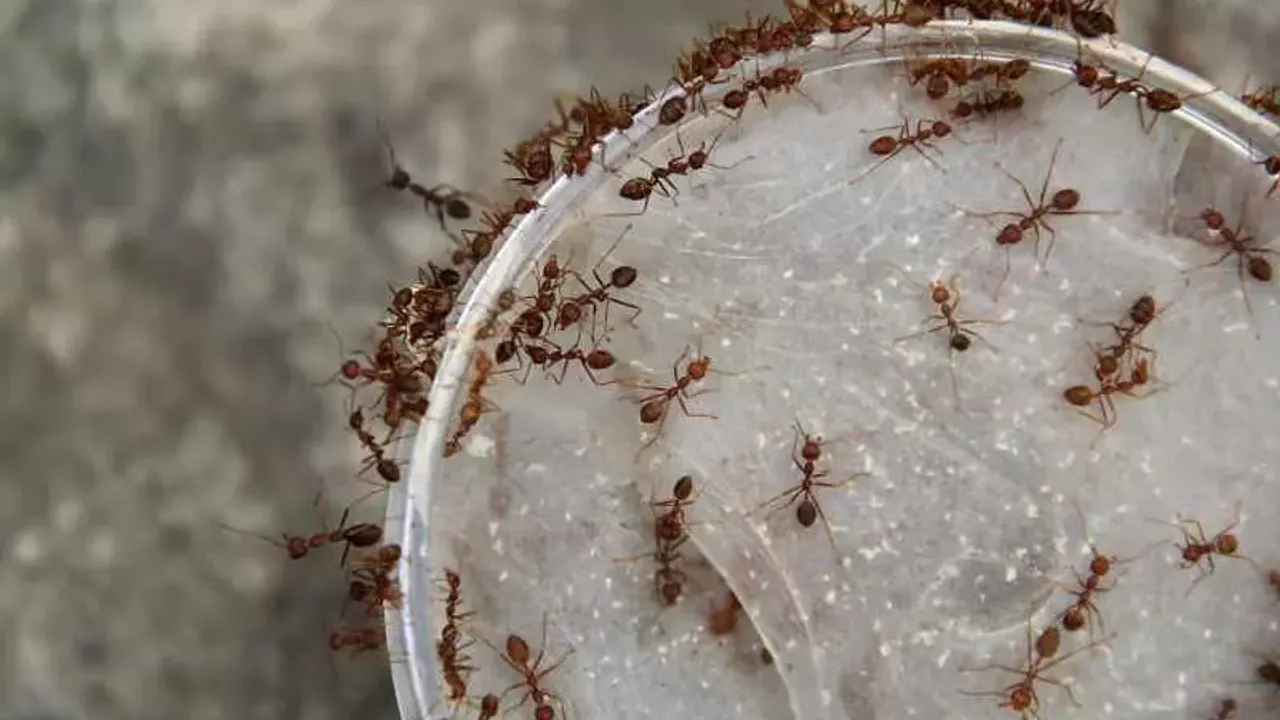 Evdeki karıncalardan kurtulmak için en etkili yöntem nedir?