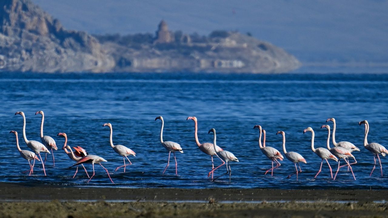 Van Gölü havzasının renkli misafirleri flamingolar göç etmedi