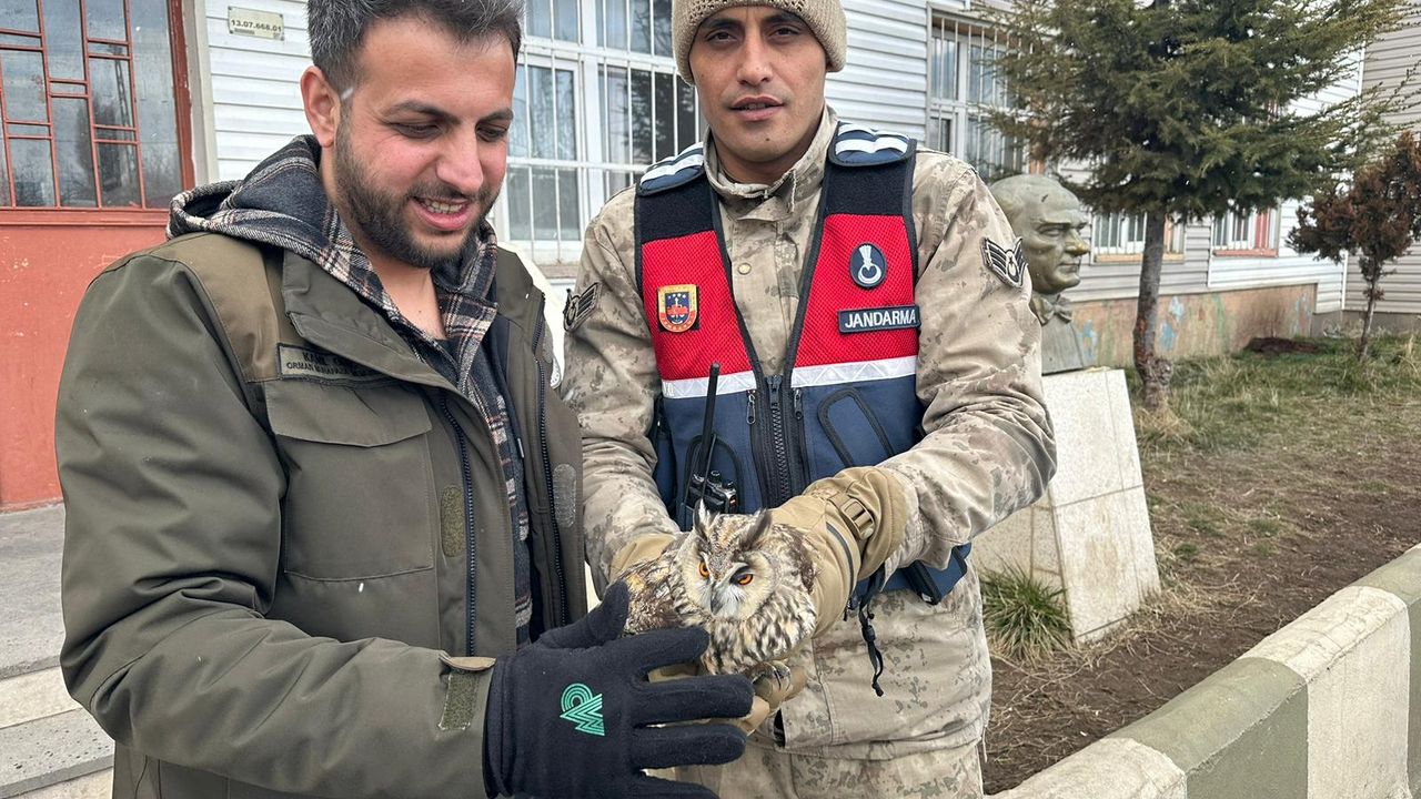 Bitlis'te yaralı halde bulunan baykuş koruma altına alındı