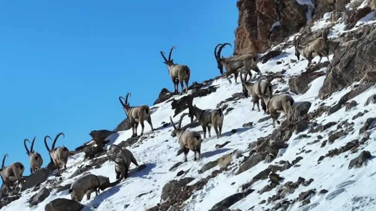 Yaban keçilerinin kar ve kaçak avcılarla imtihanı