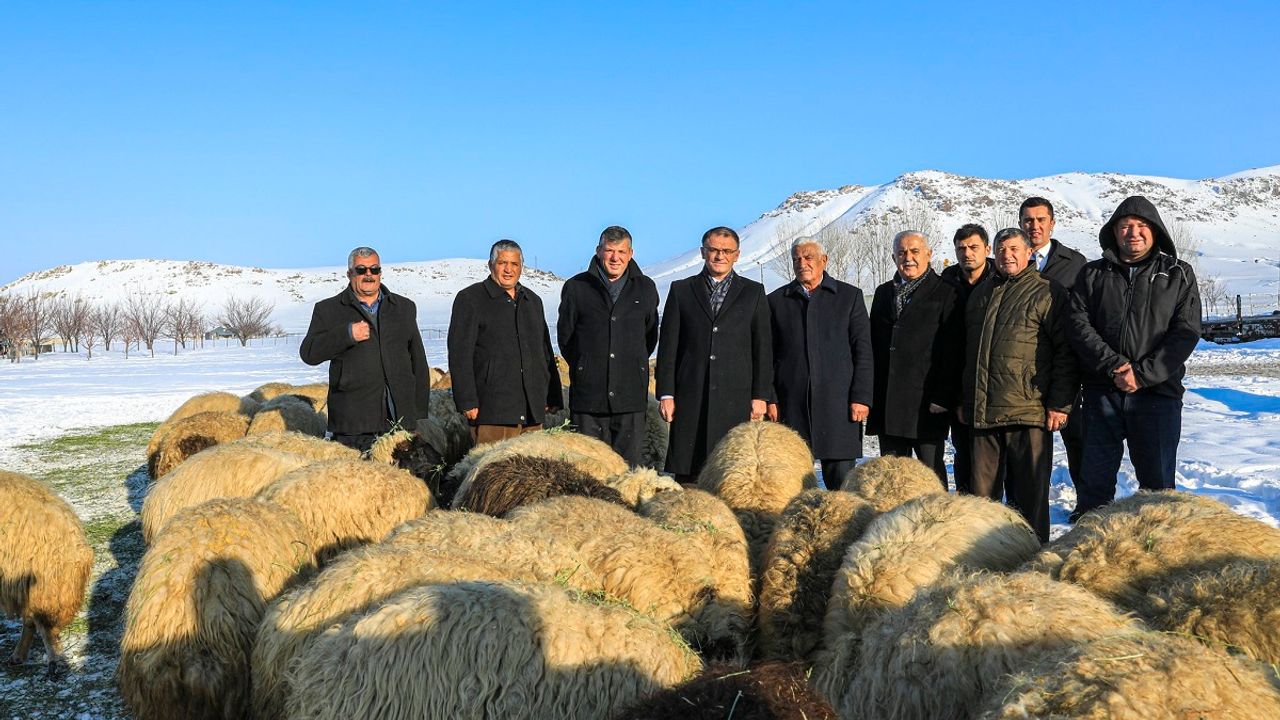 Van'da çiftçilere 1 milyon koyun desteği sürüyor