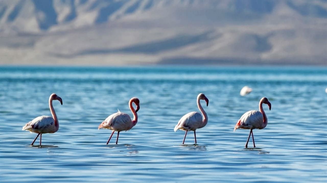 Özel Van Gölü Havzası, bölgenin kalkınma merkezi olabilir