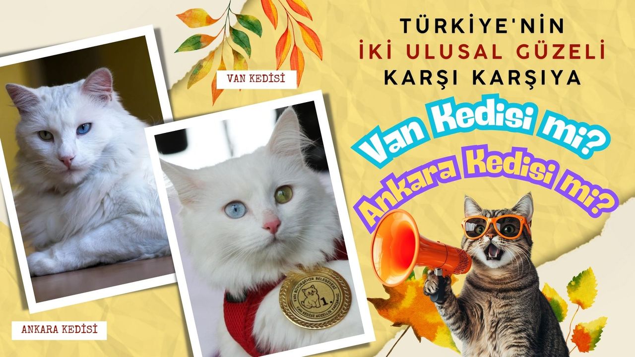 Türkiye'nin İki Ulusal Güzeli Karşı Karşıya: Van Kedisi mi, Ankara Kedisi mi?