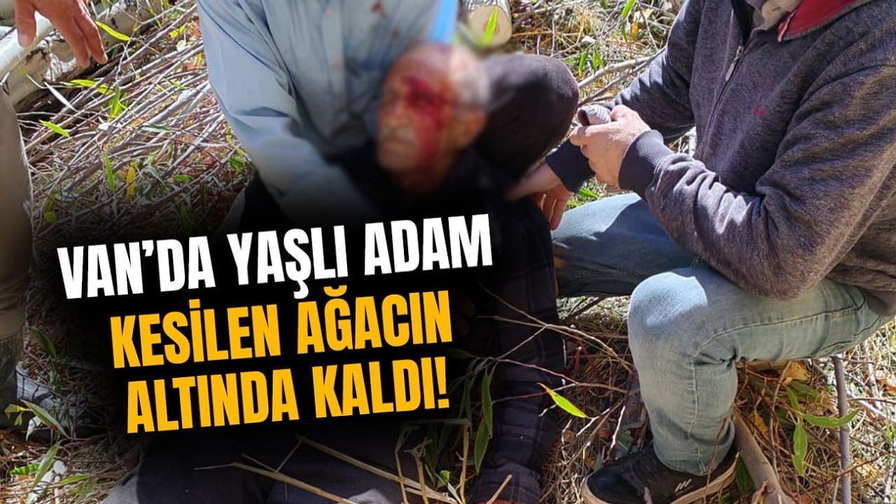 Van’da yaşlı adam kesilen ağacın altında kaldı!