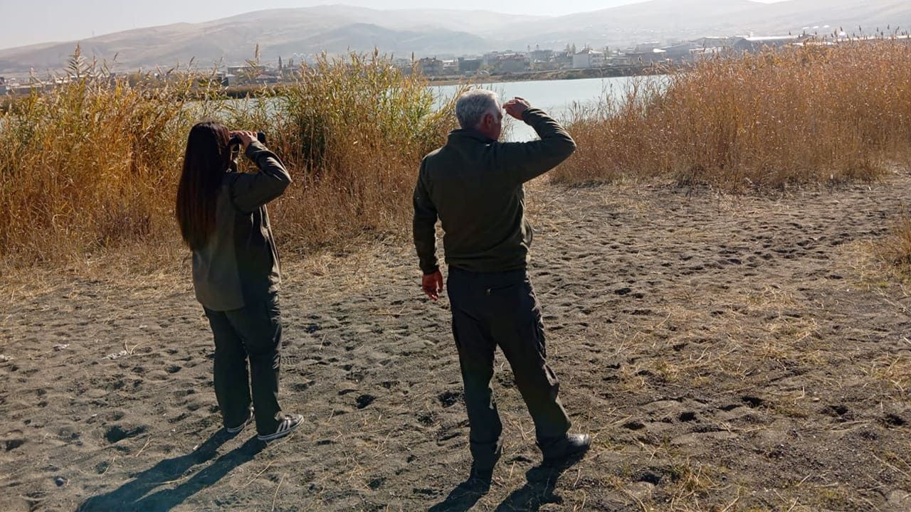 Van Edremit Sazlıklarında doğa yeniden canlanıyor