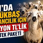 Van’da küçükbaş hayvancılık için 2 Milyon TL’lik destek paketi