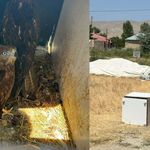 Van’da yırtıcı kuş besleyen şahsa 400 bin TL para cezası!