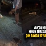 Van’da minibüs koyun sürüsüne çarptı! Çok sayıda koyun telef oldu
