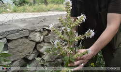 Siirt'e özgü endemik bitki Salvia Siirtica çiçek açtı