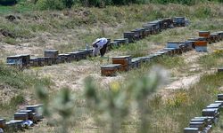 Genç kadın girişimci, 5 kovanla başladığı arıcılıkta siparişlere yetişemiyor