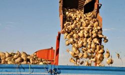 Pancar üreticilerine avans ödemeleri bugün yapılacak