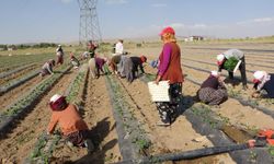 Van’da Mevsimlik tarım işçileri sıcaklara rağmen tarlalarda çalışıyorlar