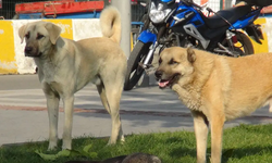 Cumhurbaşkanı Erdoğan'a 'sokak köpeği sorununa çözüm' çağrısı