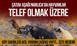 Çatak Aşağı Narlıca’da hayvanlar telef olmak üzere!