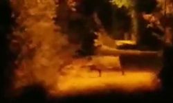 Van'da Yiyecek Aramak İçin Şehre İnen Domuz, Vatandaşları Korkuttu!