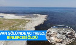 Van Gölü'nde acı görüntüler: Binlercesi öldü