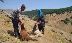 Kurtlar saldırdı ...35 koyun telef oldu