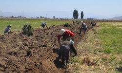 Muş'ta yetişen meyan kökü, il dışındaki fabrikalara satılıyor