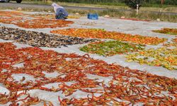 Muşlu çiftçiler, tarlalarında yetiştirdikleri sebzeleri kurutarak satışa sunuyor