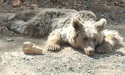 Hakkari'de yaralı bulunan ayı Van'da tedaviye alındı