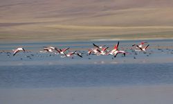 Erçek Gölü'nde flamingo şöleni