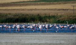 Göçmen flamingolar Erçek Gölü'nü süslüyor