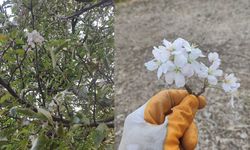 Van’da sonbahar mucizesi: Hasat zamanı çiçek açtı