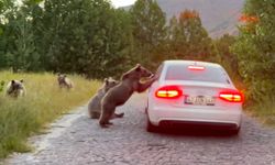 Van Gölü havzasında yol kesip yemek istiyen ayılar şaşırtıyor!