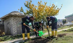 Van'da binlerce ağaç dikilecek