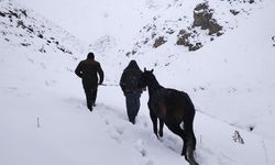  Hakkari’de toynağı kopan at kurtarıldı