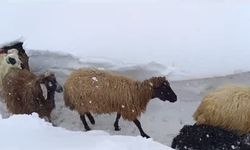 Van'da  hayvanları beslemek için tünel kazdı