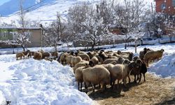  Besicilerin zorlu kış mesaisi...