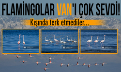 Flamingolar Van'ı çok sevdi! Kışında terk etmediler...