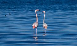 Van Gölü kıyılarında ötücü kuğular ile flamingoların renkli yaşamı