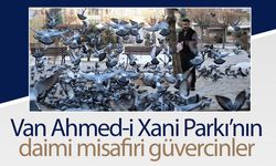 Van Ahmed-i Xani Parkı’nın daimi misafirleri