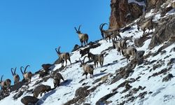 Yaban keçilerinin kar ve kaçak avcılarla imtihanı