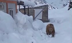 Yüksekova'da acıkan ayı şantiyeye girdi