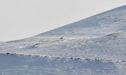 Nemrut'un ayıları uyandı