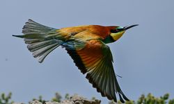 Arı kuşları Van Gölü havzasını mesken tuttu