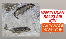 Van'ın uçan balıkları için av yasağı başlıyor