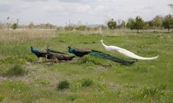 Van'a getirilen tavus kuşları koruma altına alındı