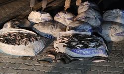 Van'da 2 ton Yakın kaçak avlanılan inci kefali ele geçirildi