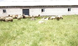 Van’da Yüzlerce koyun telef oldu