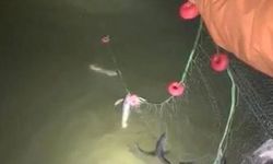 Kaçak avlanan 200 kilo canlı balık yeniden suya bırakıldı