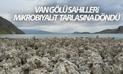 Van Gölü sahilleri mikrobiyalit tarlasına döndü