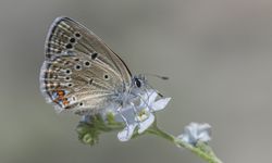 Van Gölü Havzasının Rose kelebekleri